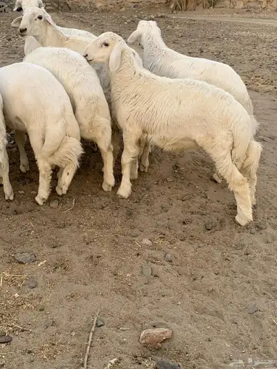 خرفان شعره وطرف 4