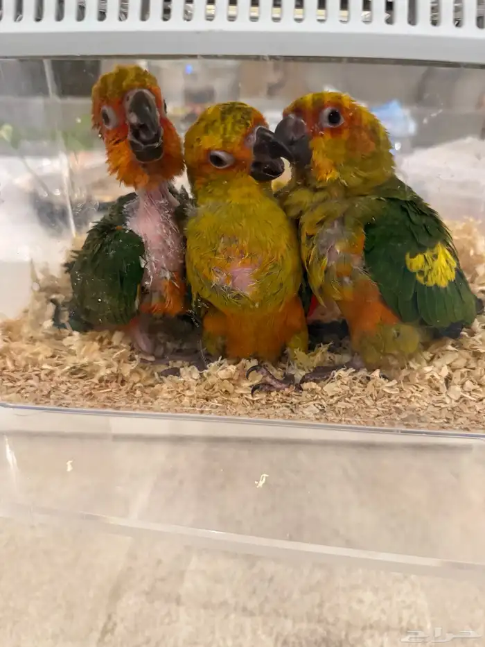 فروخ صن كنيور سعر منافس 1