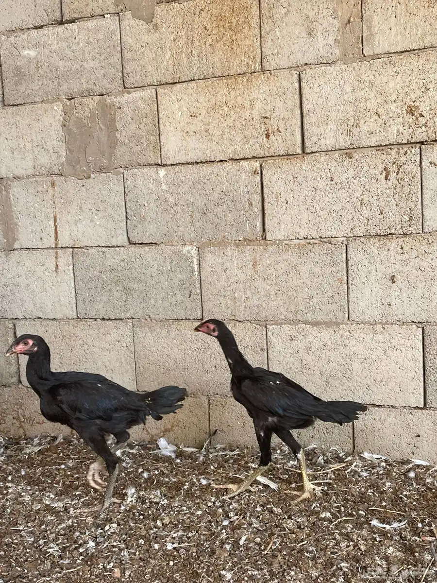 للبيع شامو 1