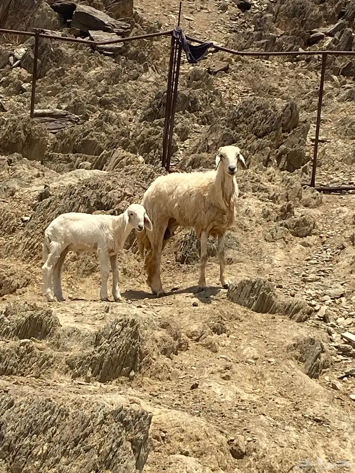نعجه للبيع 1