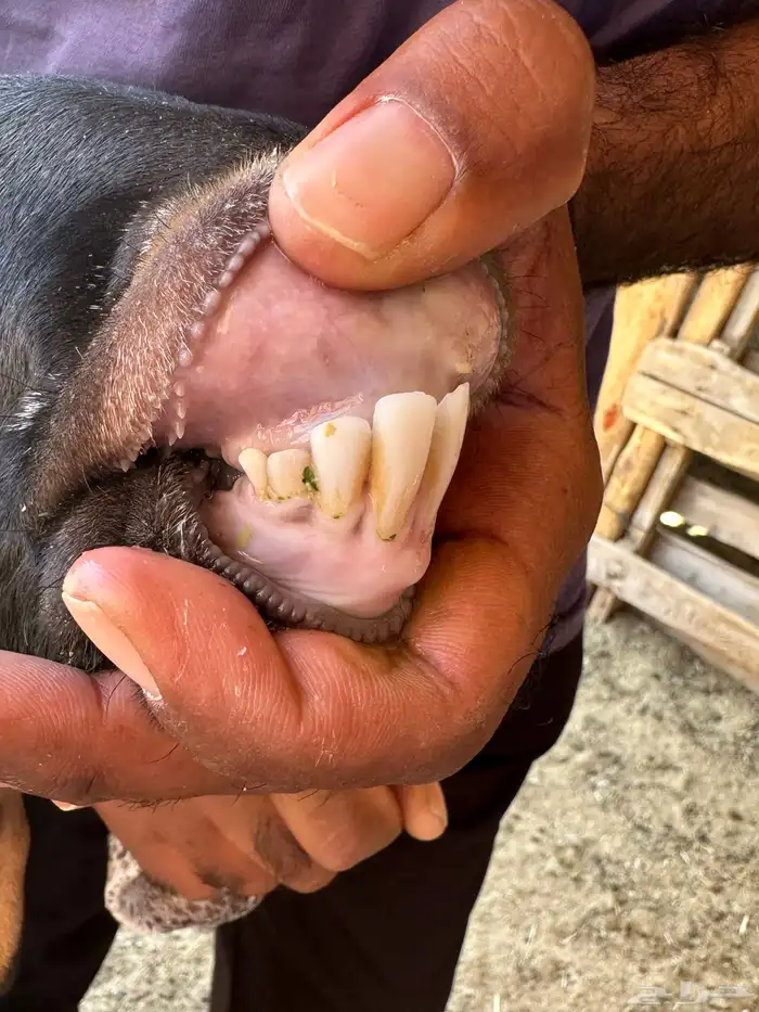 عنز حوى رباع جما بدون قرون تم البيع 3