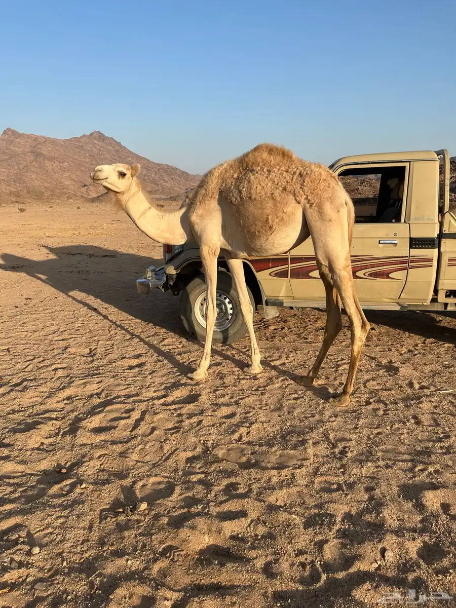 للبيع بكره مهجنه سليمه من جميع العذريب وسنه السنه هذي حقه 2