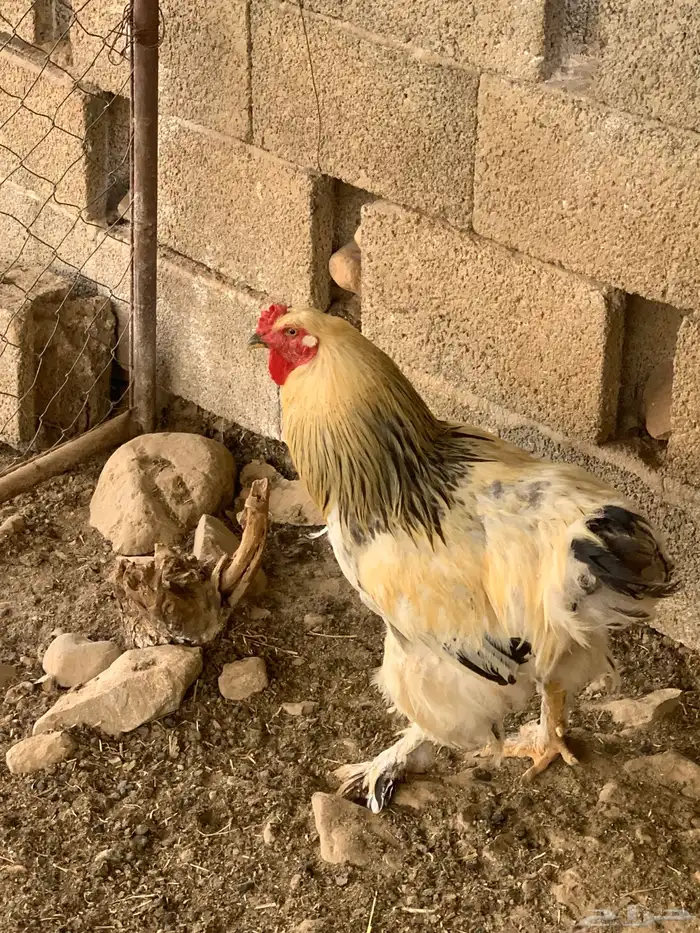 ديك براهما 0