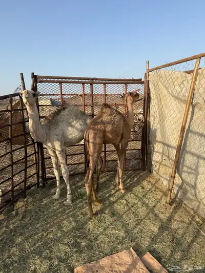 قعود وبكره 3