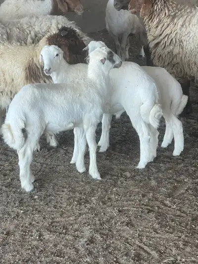 طليان يصلحن ذبح و تربيه 1