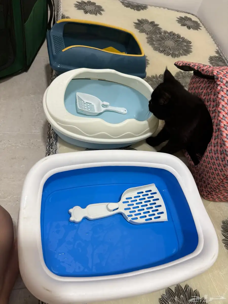 cat house and litter box 6
