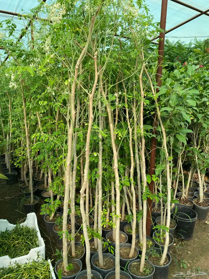 اشجار ظل احجام كبير ووسط الرياض 4