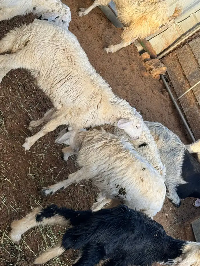 ذبائح نعيمي وحري ونجدي وسواكن اسعار وضمان ذهبي 5