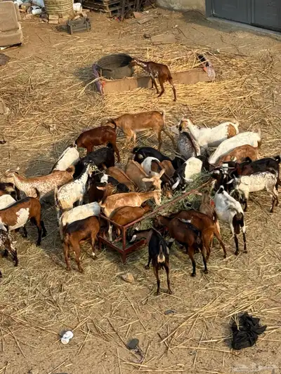 غنم 56 راس 1