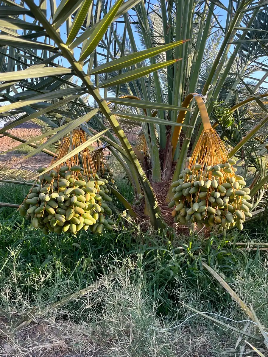 صيف المزرعه للبيع 0