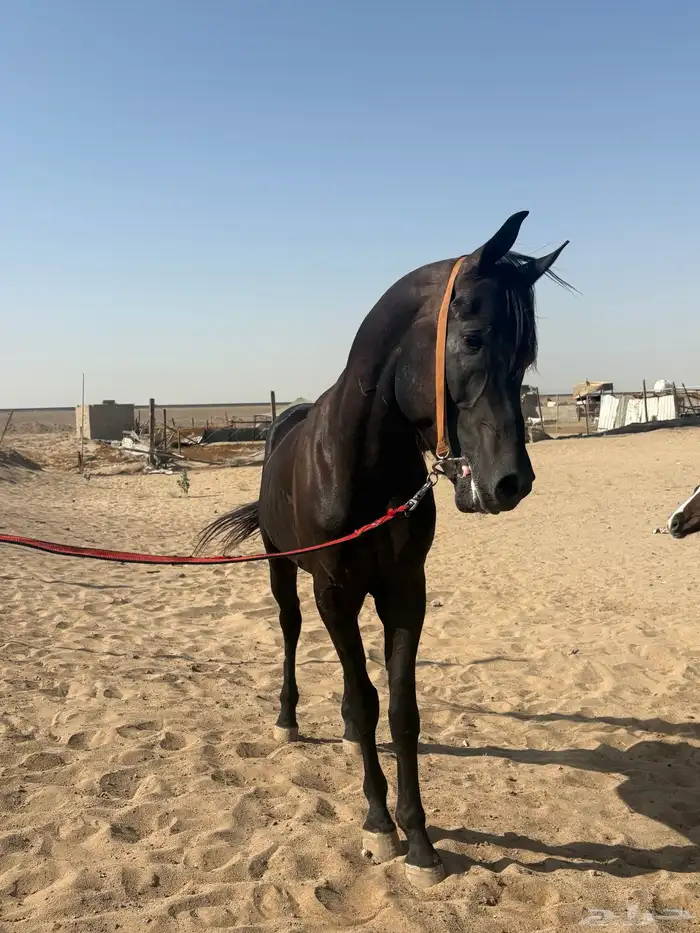خيال اسود 5