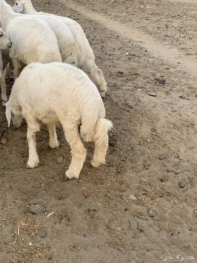 خرفان شعره وطرف 1
