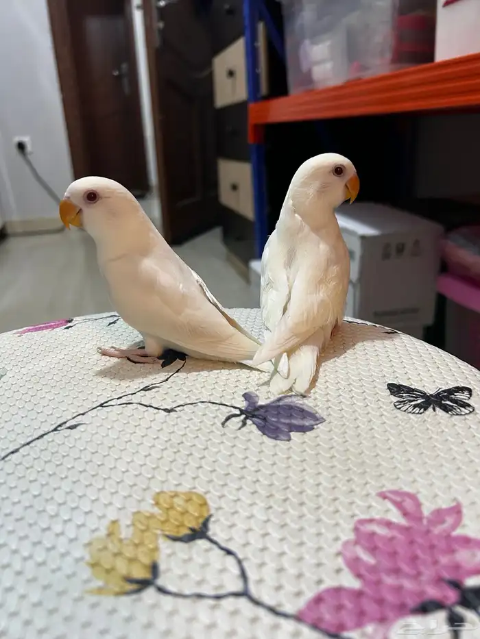 فروخ روز البينو اليفه مفطومه ((تم البيع)) 2