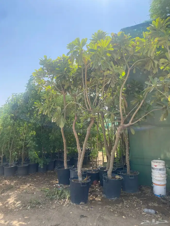 اشجار ظل احجام كبير ووسط الرياض 2