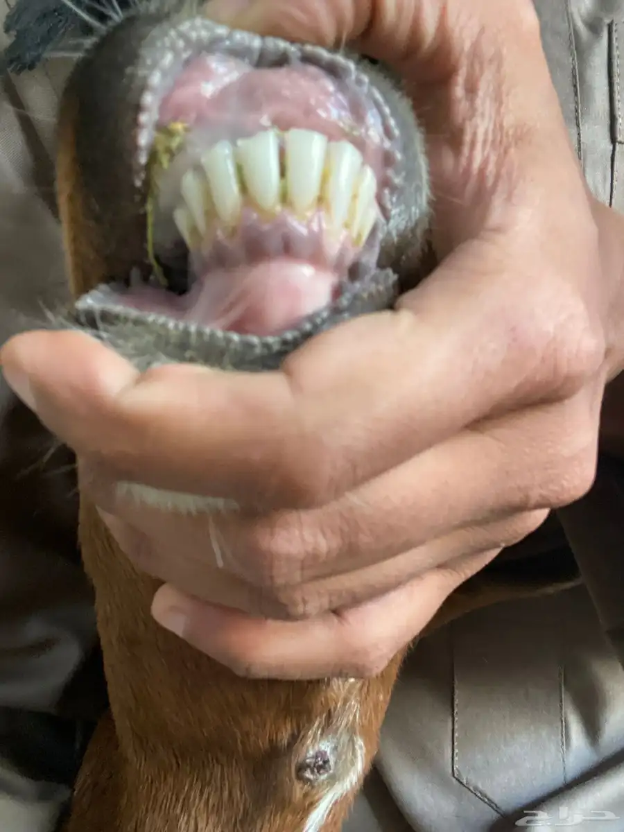 عنز 2