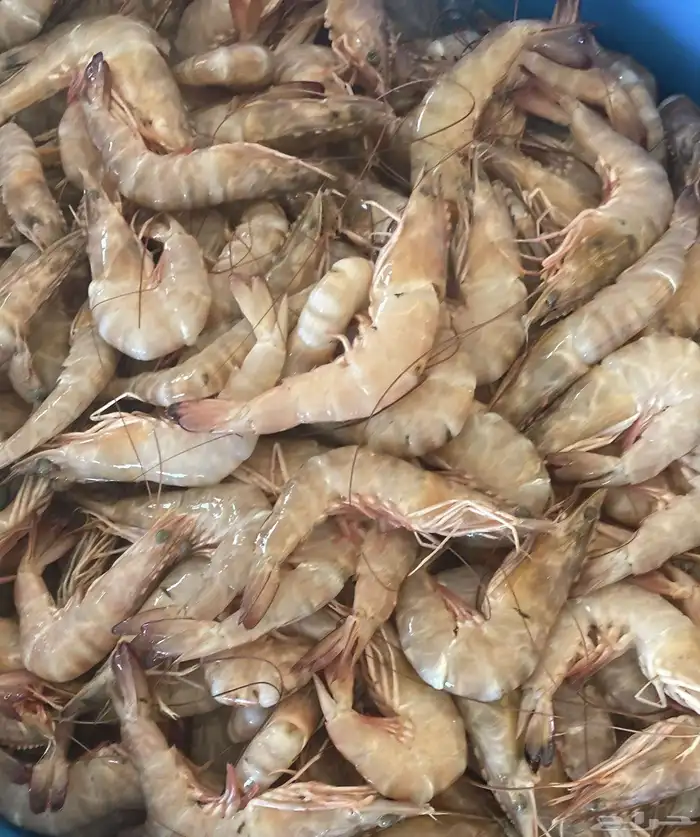 للبيع سمك وروبيان 5