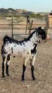 احتاج تيس فحل امرخ 0