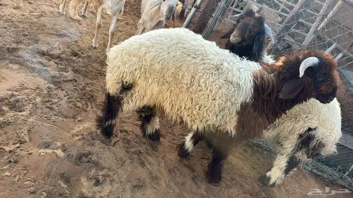 ذبائح نعيمي وحري ونجدي وسواكن اسعار وضمان ذهبي 12