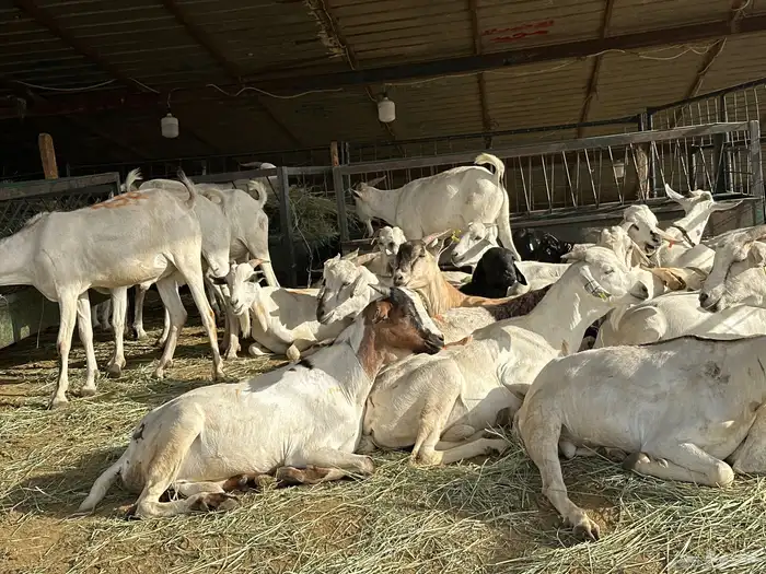 تيوس صومالي مرابي على650 0