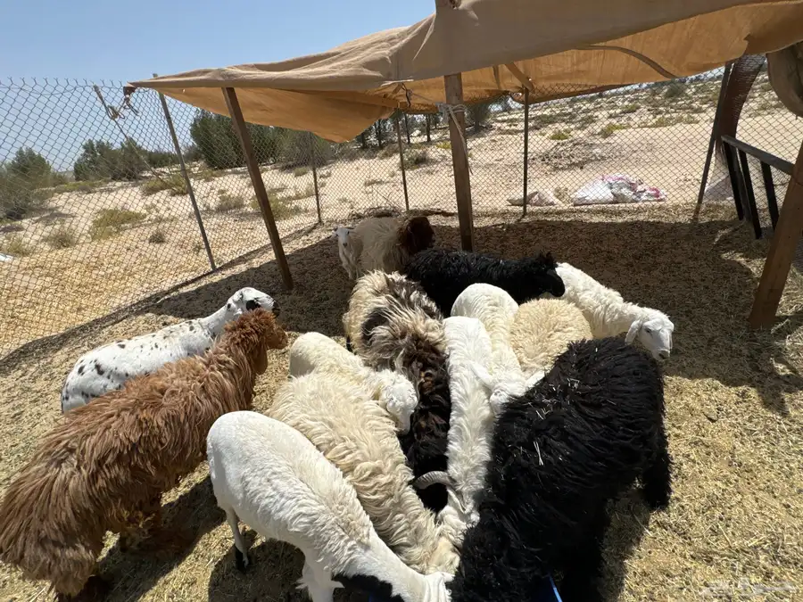 طليان للبيع 1