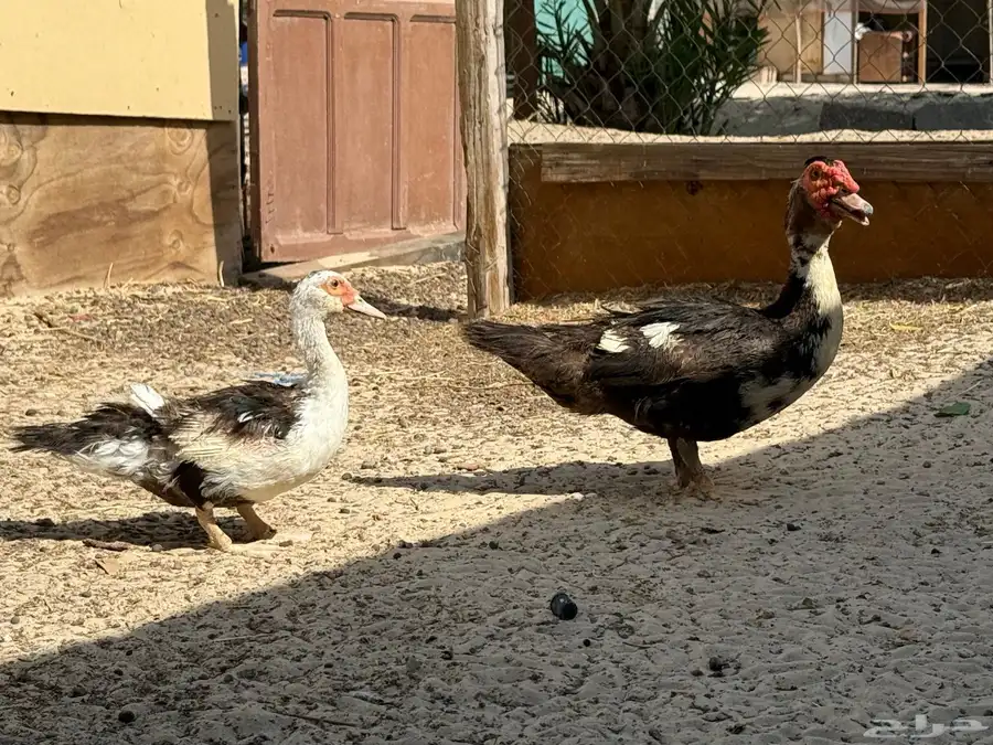 بط مصري 0
