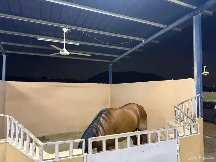 غرف ايواء للخيل للايجار الشهري بكافة الخدمات 2