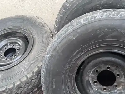 جنوط شنبر 0