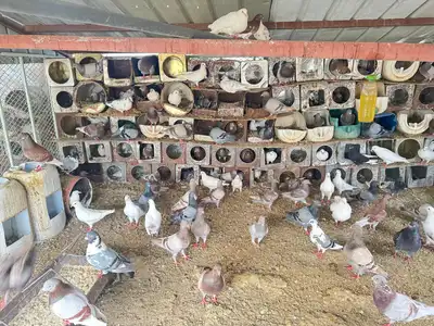 يوجد لدي حمام مشكل لاحم وغير لاحم عشه كامله منتجعات الشرط 1