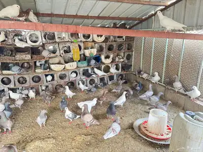 يوجد لدي حمام مشكل لاحم وغير لاحم عشه كامله منتجعات الشرط 0