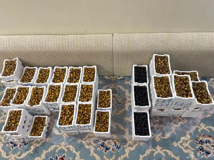 روثانة المدينه وعجوة المدينه 0