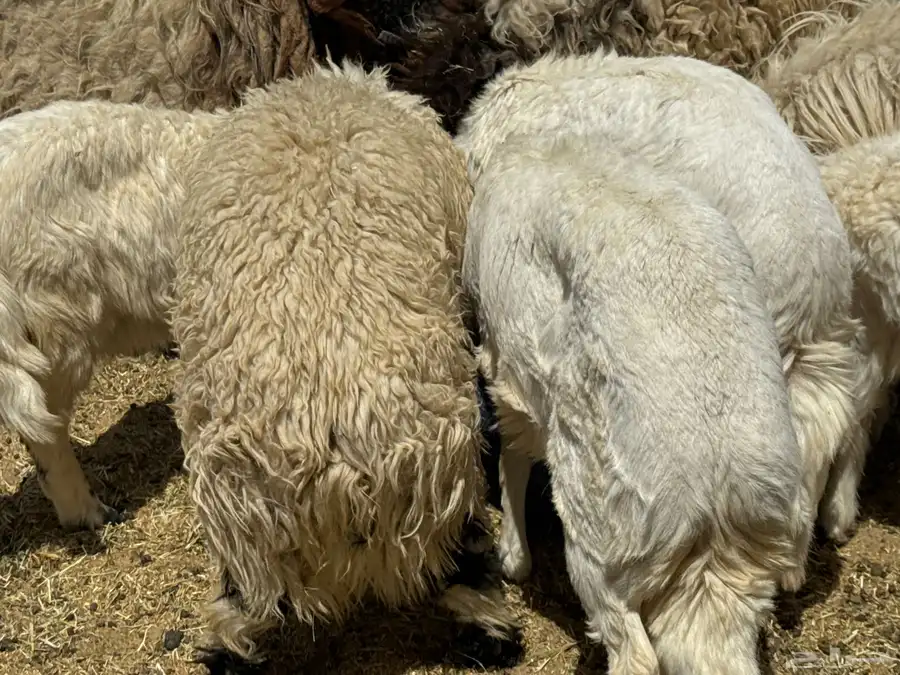 طليان للبيع 2