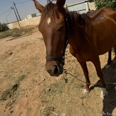 فرس شعبيه 6