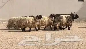 مراييع غنم نعيم 0