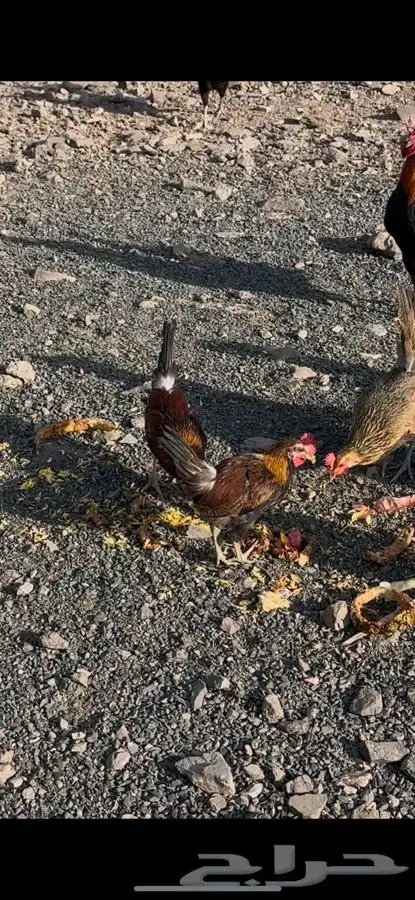 فروخ عربي 3