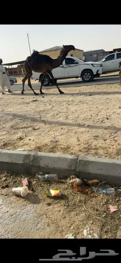 مفروده صليبانيه 0
