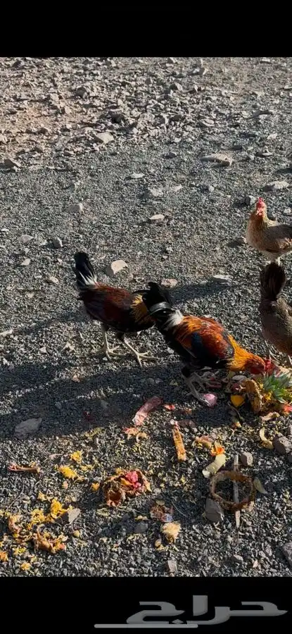 فروخ عربي 4