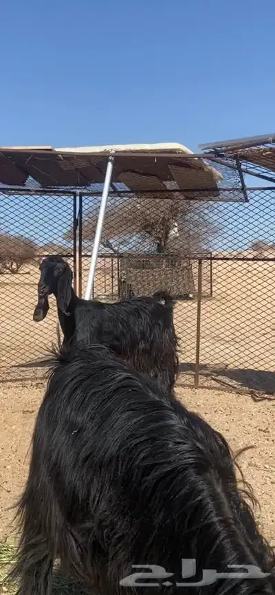 سلام عليكم البيع معزا طيبه مضريع علا اوله اسن سديس 1