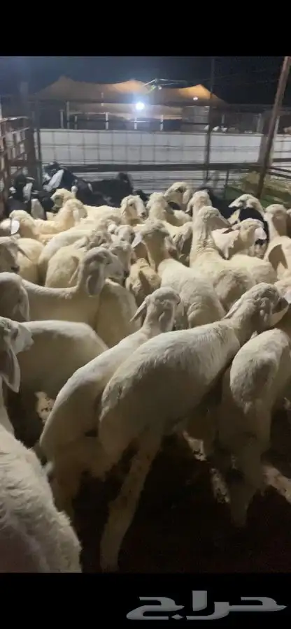 طليان وتيوس في محافظه أملج 48 راس 2