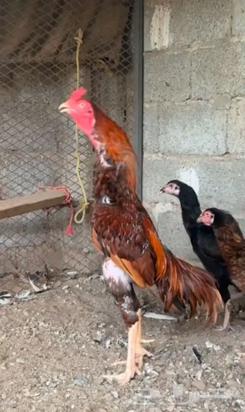 سندي بيور صافي ( فروخ ) 14