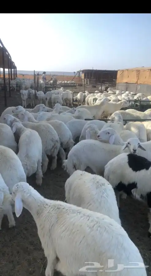 طليان جبره وطيبه حقت مناسبة وعروس 2