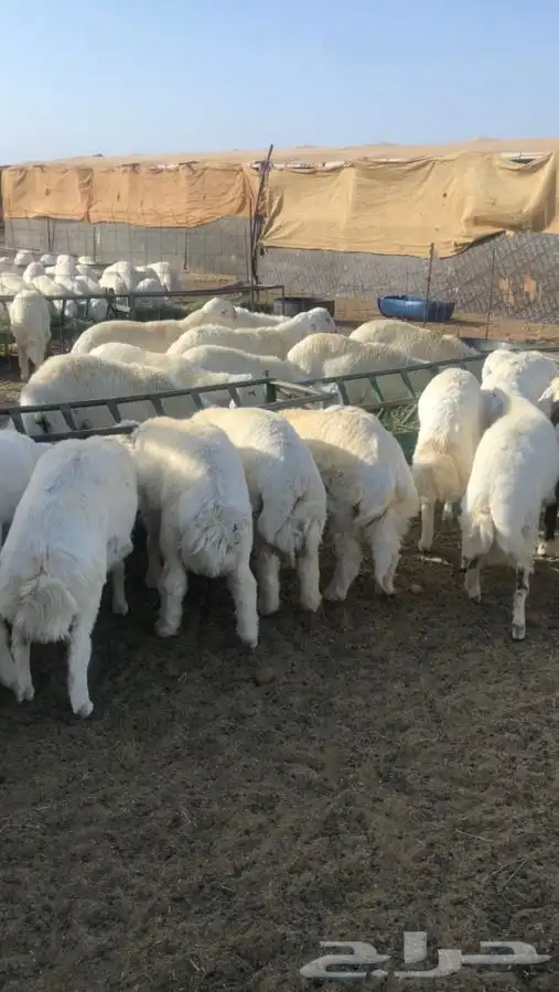 طليان جبره وطيبه حقت مناسبة وعروس 0