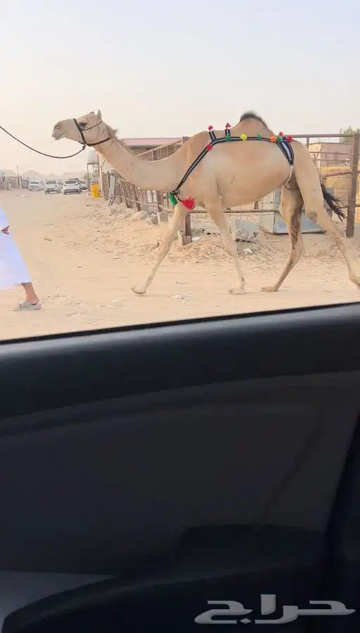 عرض فاخر للبيع صعود 0