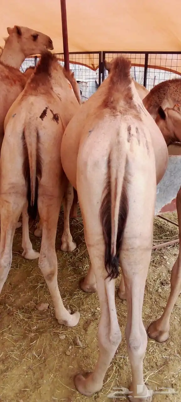 قعدان سواكن برابر مرابي 10