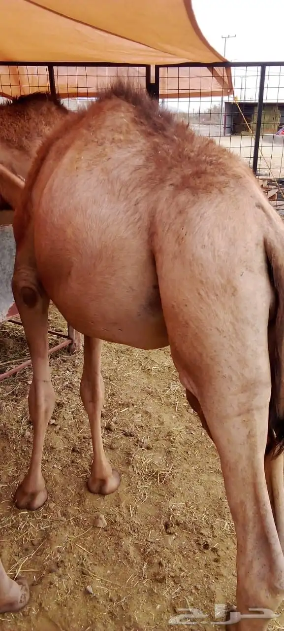 قعدان سواكن برابر مرابي 6