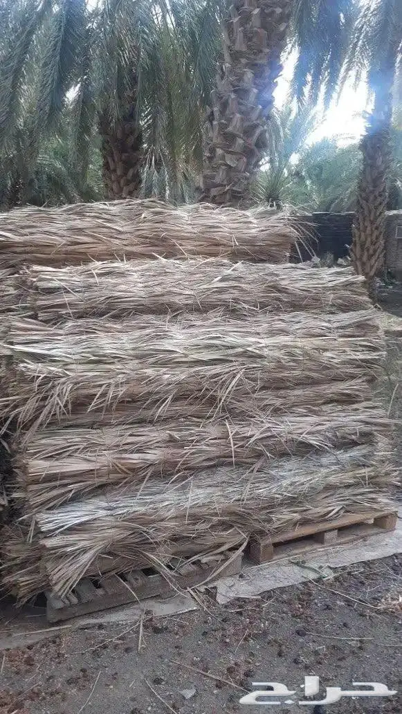 سعف نخل مضله او ستارة 3