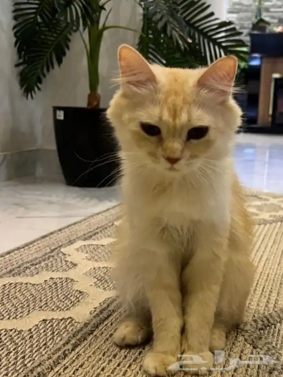 قطط 1