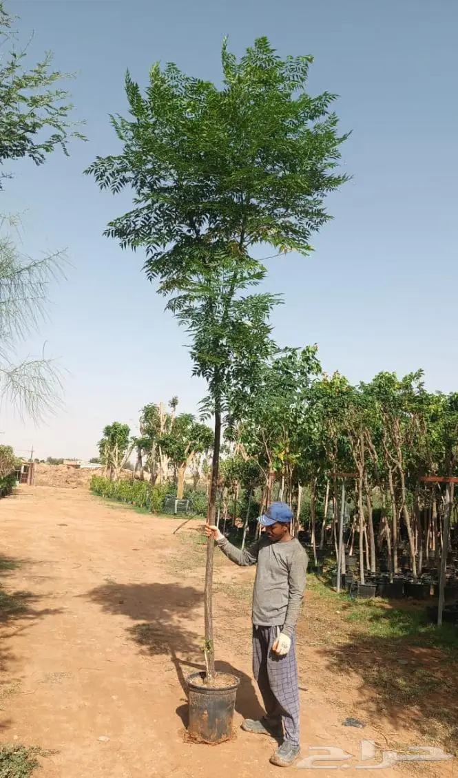 تنسيق الحدائق 1