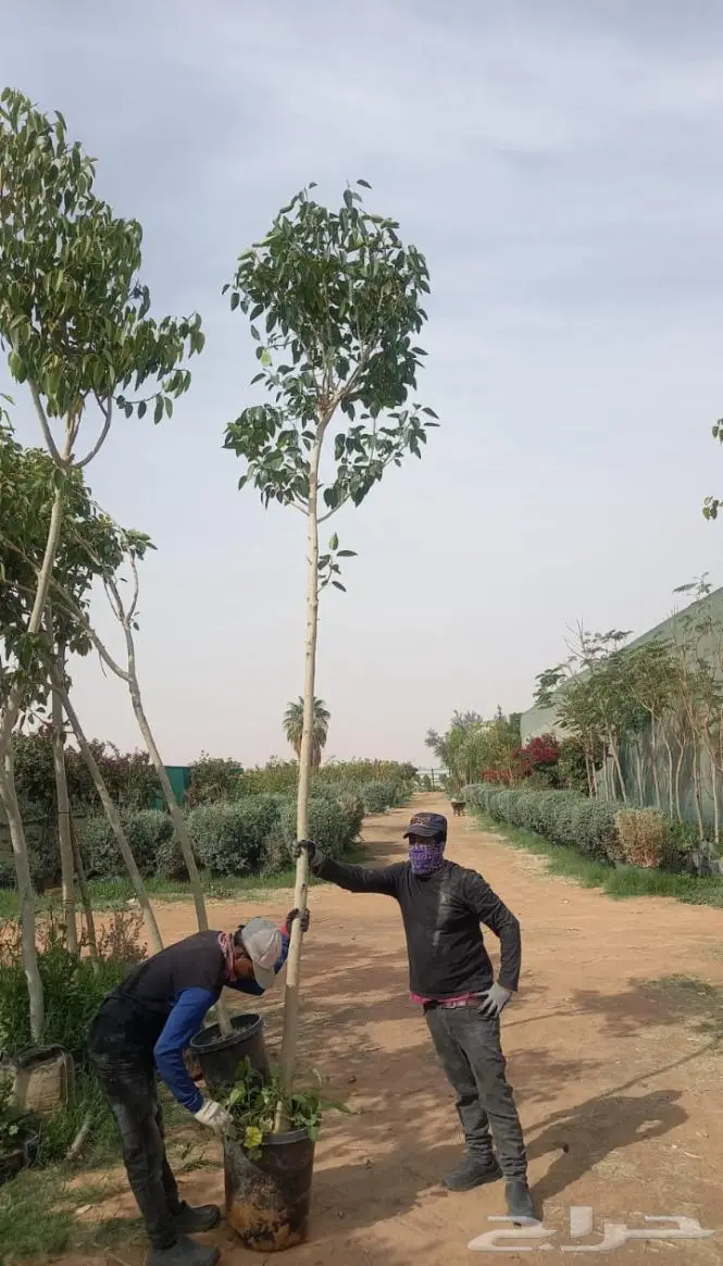 تنسيق الحدائق 3