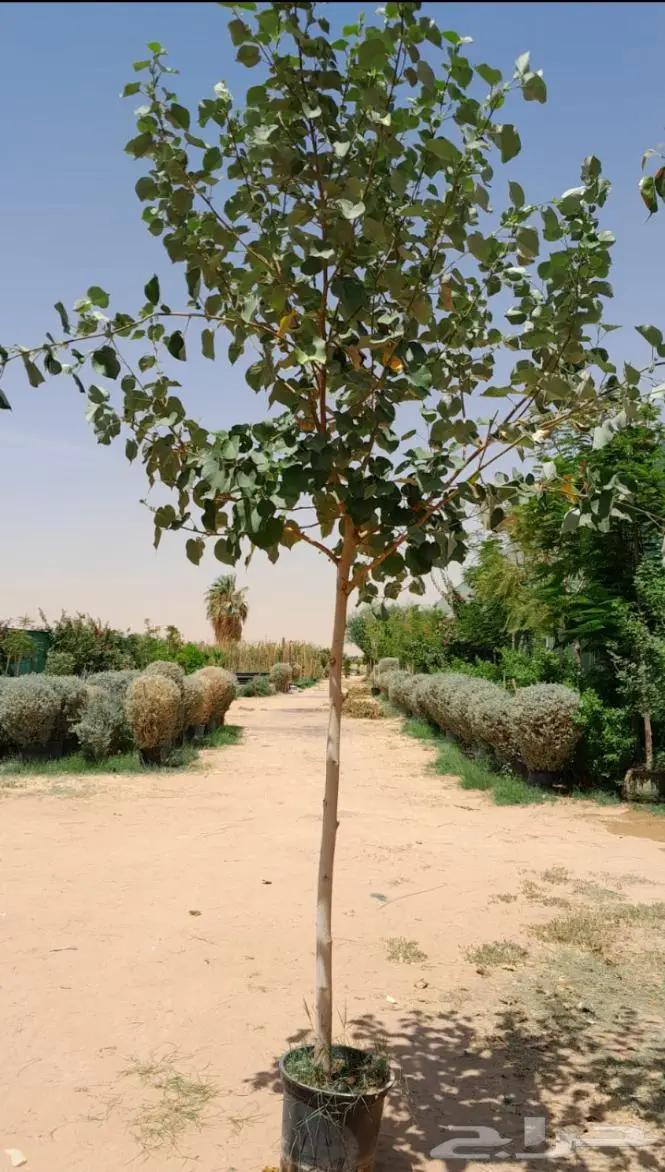 تنسيق الحدائق 2