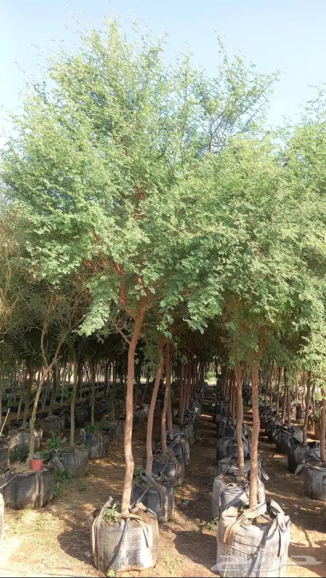 تنسيق الحدائق 5